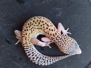 Leopardgecko weibchen Mack Super Snow Eclipse "Hera" - Winterthur