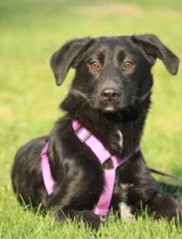 Syra die bezaubernde schwarze Schönheit - Hagen (Stadt der FernUniversität)