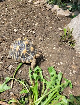 Sternschildkröte zu verkaufen - Lengenfeld