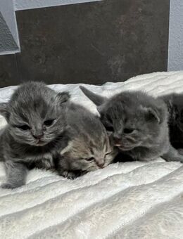 Bkh Blue (grau ) Blue Tabby Abgabe ab 12.9.25 - Zinnowitz