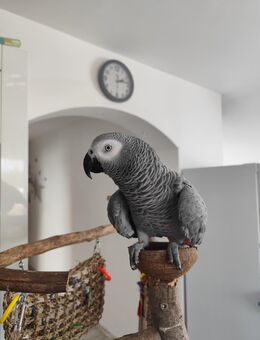 Graupapag weiblich 2 ,5Jahre - Geisenheim
