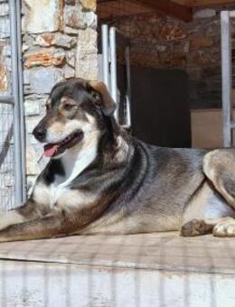 Caesar - Sanfter und verschmuster Riese - Bergkirchen