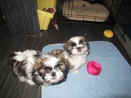 Hundebaby`s Shih Tzu von 75172 Pforzheim suchen einen neuen Dosenöffner - Pforzheim