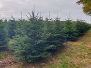 - Weihnachtsbäume - Nordmanntannen - Tannenbaum - noch bis 24.12.2024 - - Lindern (Oldenburg)