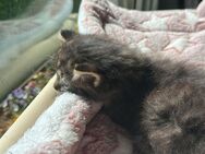 Kitten suchen ein Zuhause edelkatze - Tönisvorst