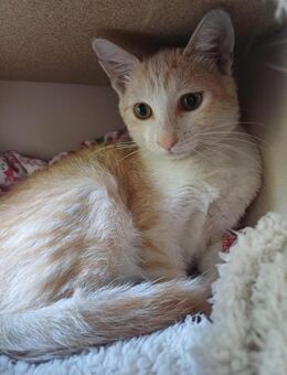 ✨Süße Miezekatze Minou✨ - Eislingen (Fils)