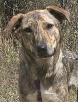 Gambit hat ein sanftes, angenehmes Wesen - Schwarmstedt