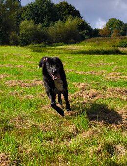 Hundeherz sucht Lieblingsmensch - Lützow