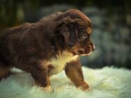 Mini Aussies vom Mühlbachtal - Miniatur Australien Shepherd Welpen - Miehlen