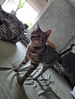 Katze zu vergeben - Zella-Mehlis