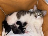 Wundervolle Katzenbabys haben soeben die Welt erblickt (04.07.) - Saarbrücken