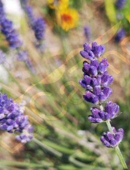 Blauer echter Lavendel Samen Lippenblütler Schmetterling blau xxl Lavendelstrauch duftender Strauch Lavendelsamen Lavendelkissen insektenfreundliches Saatgut garden Geschenk Saat SWR Vatertag Blumenwiese - Pfedelbach
