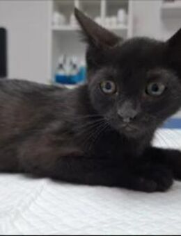 Duzy Verspieltes Kitten sucht Zuhause - Unterföhring