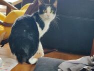 Unser Glückspilz Scarlet Lea - Margetshöchheim