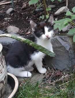 Süße Katzenbabys - Krefeld
