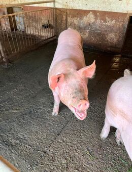 Schweine abzugeben - Bad Sulza
