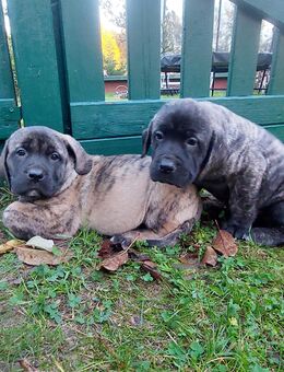 Deutsche Dogge x Herdenschutzhund Welpen - Escheburg