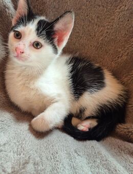 EKH Kitten in liebevolles Zuhause zu vermitteln - Lingen (Ems)