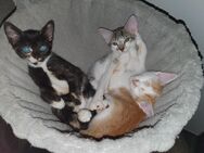 Katzenbabys Kitten suchen ♡ Zuhause - Villmar (Marktflecken)