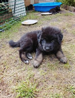 Schäferhund Neufundländer Mischlinge - Oldenburg