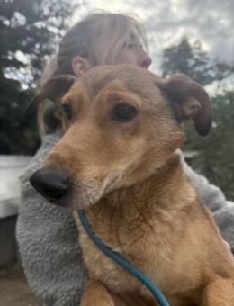 Pityke -Ein Hundemann sucht eine Familie - Köln