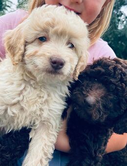 Labradoodle F3 Multigen Doodle Welpen Labrador x Pudel - Emmerich (Rhein) Zentrum