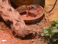 Dickschwanzgecko mit terrarium - Parsberg