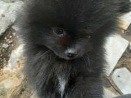 Pomeranian Zwergspitz Welpen - Wassertrüdingen