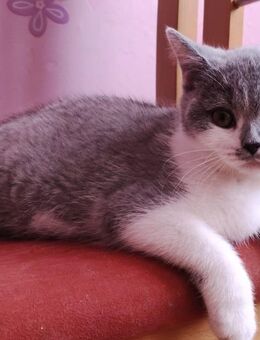 BKH Kitten - Gladbeck Zentrum