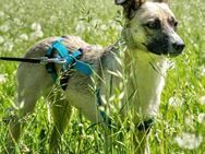 Mariella - Familienhund - Löwenberger Land