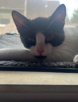 BHK Hauskatze - Büren