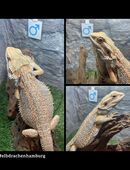 No.2 Citrus Blue Bartagame male (pogona vitticeps) NZ April 2025 in 22175