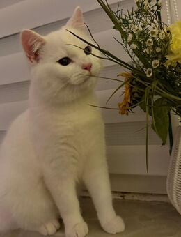 Wunderschöner weißer BKH Kater sucht liebevolles Zuhause - Bremen