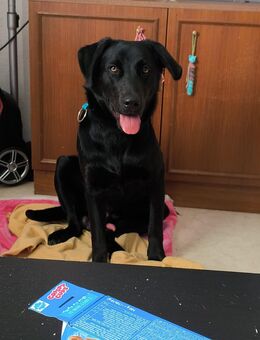 Schäferhund -Labratormixmix zu verkaufen - Lichtenfels (Bayern)