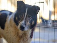 Jojo sucht ein hundeerfahrenes Zuhause - München