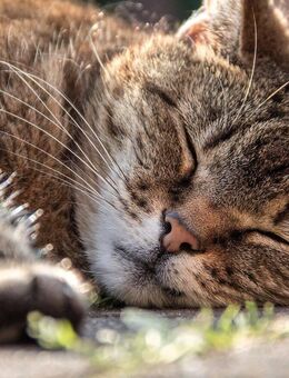 Diese wunderbare Wohnung könnte schon ganz bald Ihr neues Zuhause werden! :-)) - Berlin
