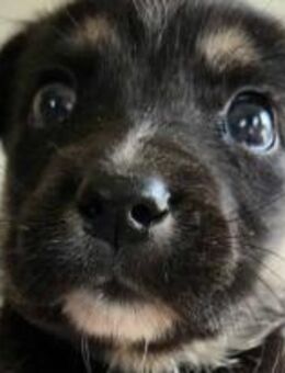 RM 2 ist ein süßer Kuschelheld 🐾 - Elsdorf (Nordrhein-Westfalen)