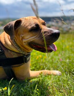 Chiko 9 Jahre alt sucht ein zuhhause mit Garten - Heidenheim (Brenz) Zentrum