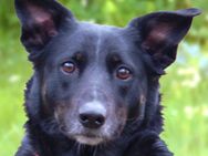 Roxalie - Mischling - 3 Jahre - Tierhilfe Franken e.V. - Lauf (Pegnitz) Zentrum