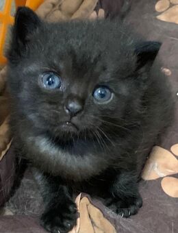 Reinrassige BKH Kitten - Nattenheim