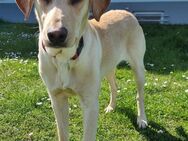 SeverinCharmanter Hundejunge sucht ... - Obertshausen