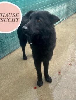 Liebe MIRKA sucht Zuhause ❤️ - Saarbrücken