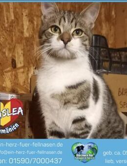 Praslea sucht ein Zuhause mit Freigang! - Waakirchen