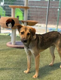 🌟Verspielter Pippin🌟 - Eislingen (Fils)