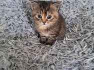 Junges Katzenmädchen - Floß