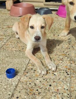 Giaccomina 💜💜💜 Happy-Home gesucht - Herxheim (Landau)