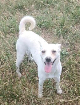 Camilla, a.d.Tierschutz, sucht liebes Happy-Home - Boxberg (Oberlausitz)