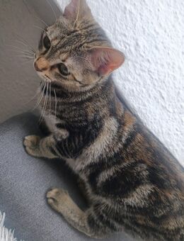 Baby Katze (weiblich) Siam mix - Dorsten