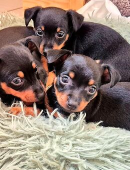 Prager Rattler reinrassig Welpen Weib.+Männl.-Abgabe Dezember - Löningen