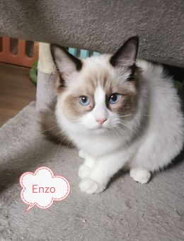 Ragdoll Kitten mit Stammbaum ab sofort - Gochsheim